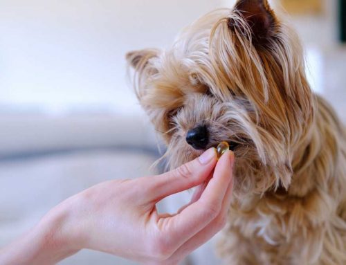 Is Your Pet’s Joint Supplement Doing Any Good?