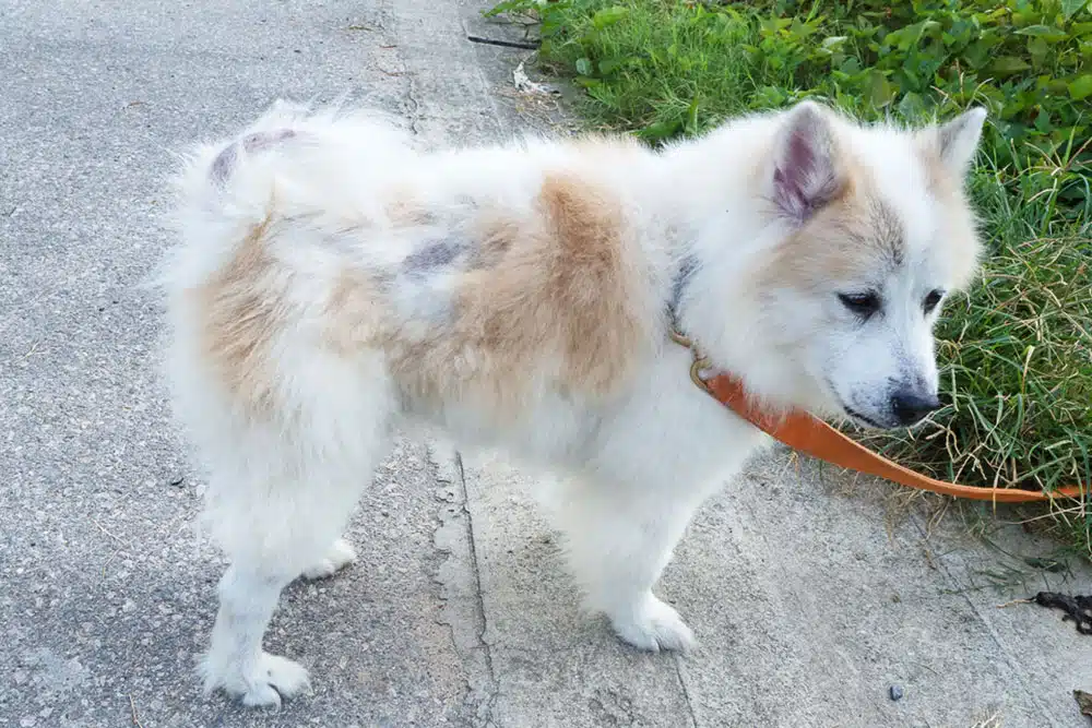 Dog with visible hair loss and skin condition being evaluated for veterinary dermatology treatment