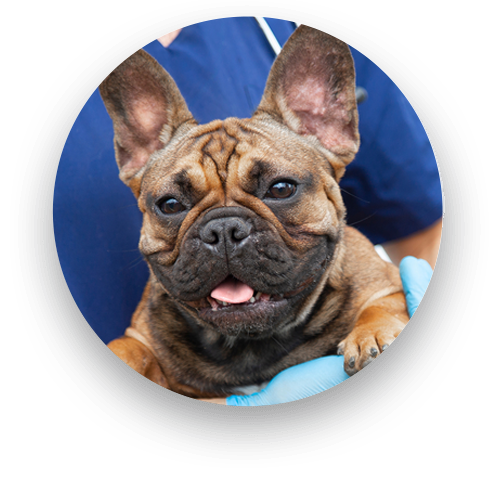 Veterinary emergency services team responding to an urgent pet care situation in Saylorsburg PA
