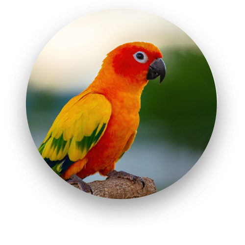 Exotic pet such as a reptile or bird receiving specialized veterinary care in Saylorsburg PA
