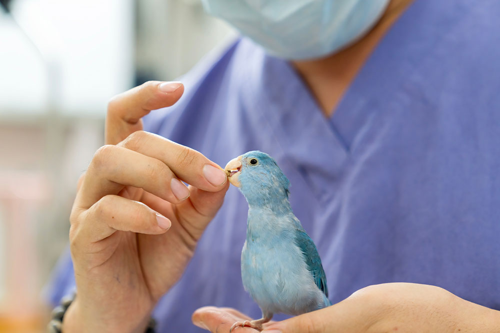 Owner hand-feeding a pet parrotlet bird, representing exotic and avian veterinary care services