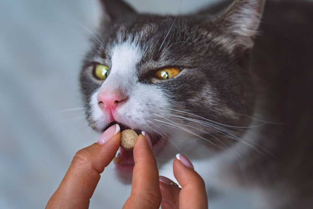 Close-up of a person's fingers giving a small round medication pill to a grey and white cat with open mouth.