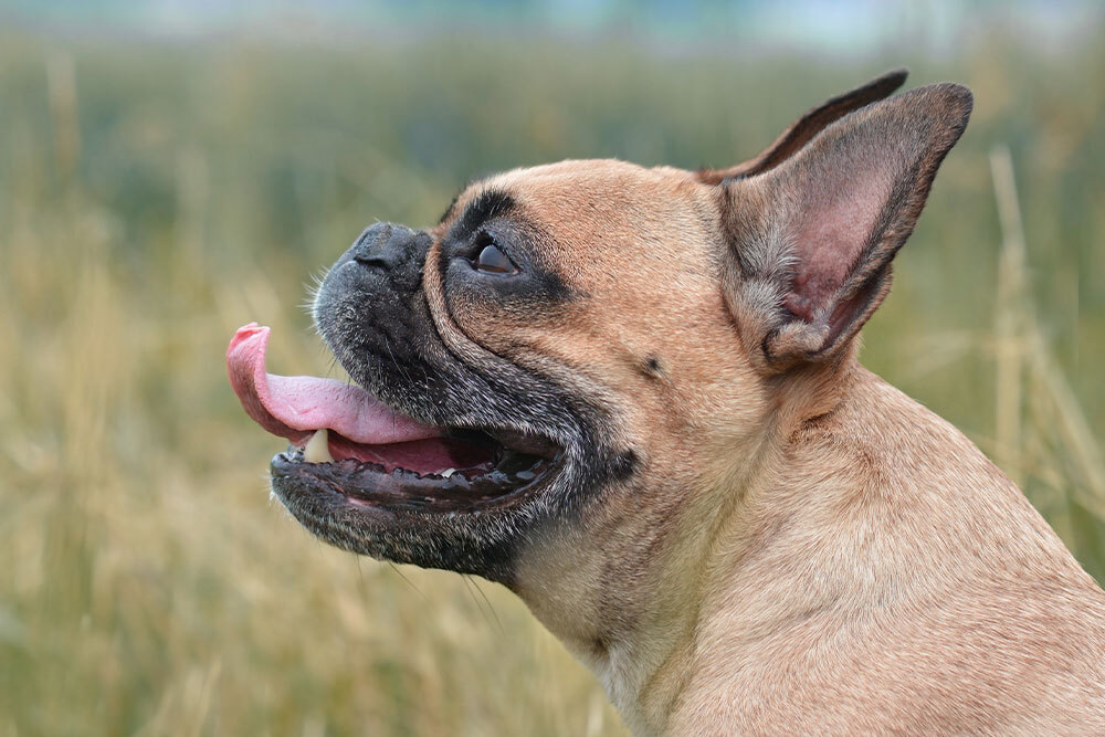 Close-up of a panting French Bulldog, showing signs of respiratory distress or heat
