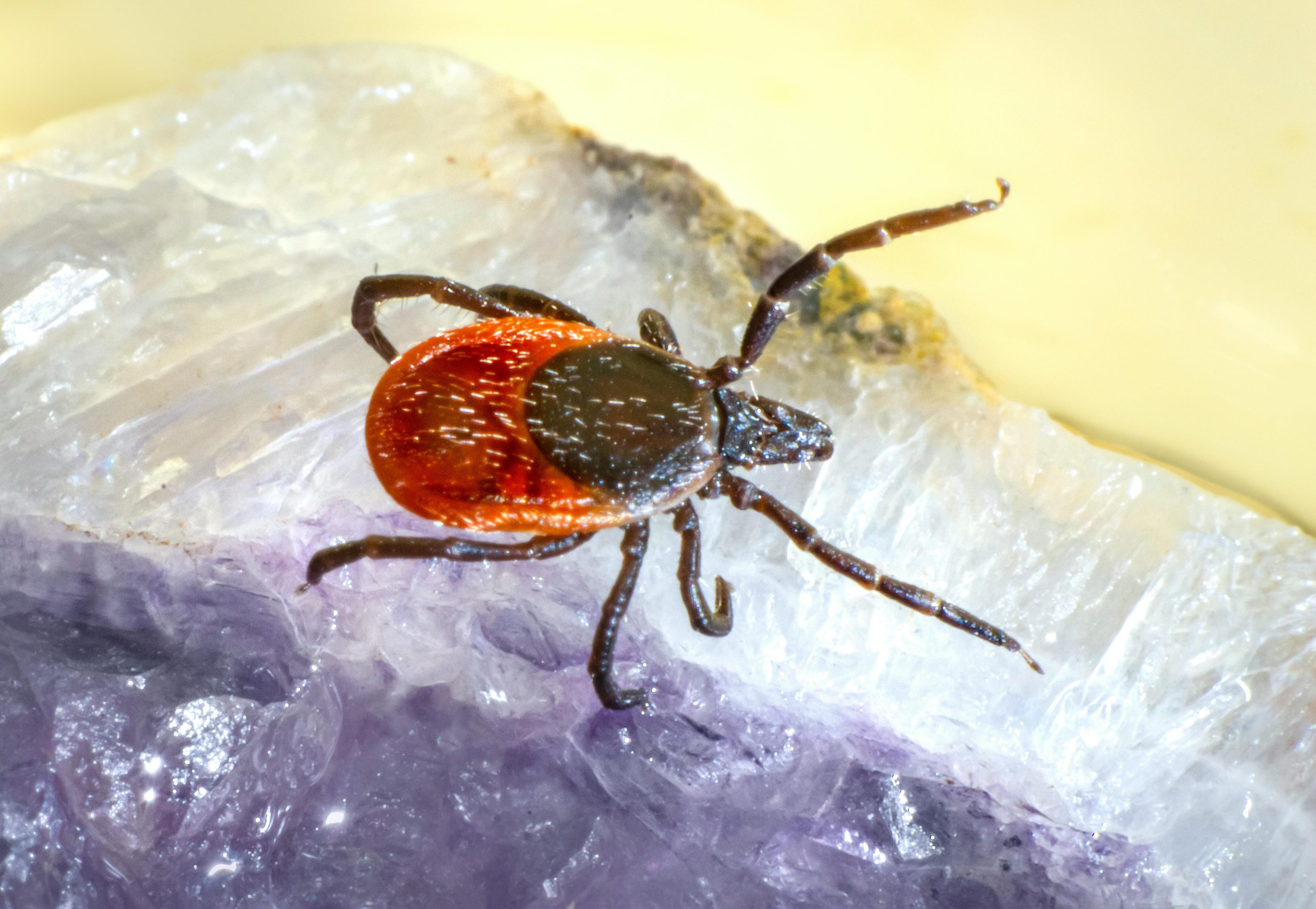 Close-up of a small reptile or exotic pet, representing exotic animal veterinary care