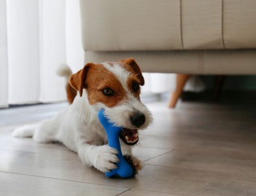 When Is a Toy, Chew, or Collar Injury in Dogs an Emergency?