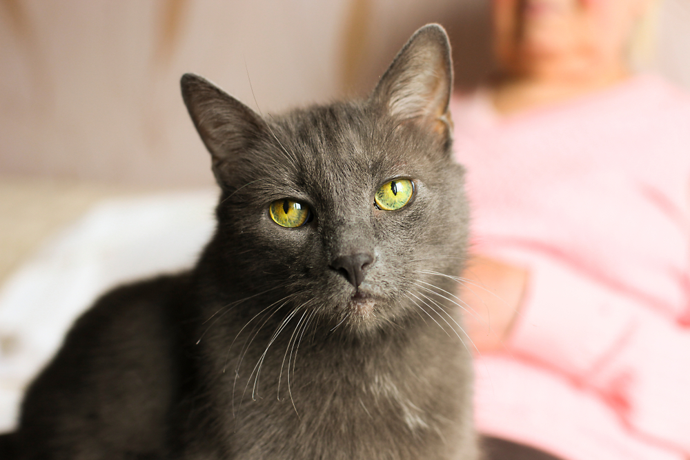 Large senior cat sitting contentedly on elderly woman's lap at home