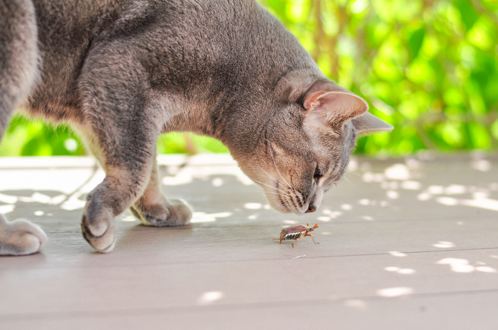 Curious cat sniffing a crawling May bug — pet safety and insect exposure awareness