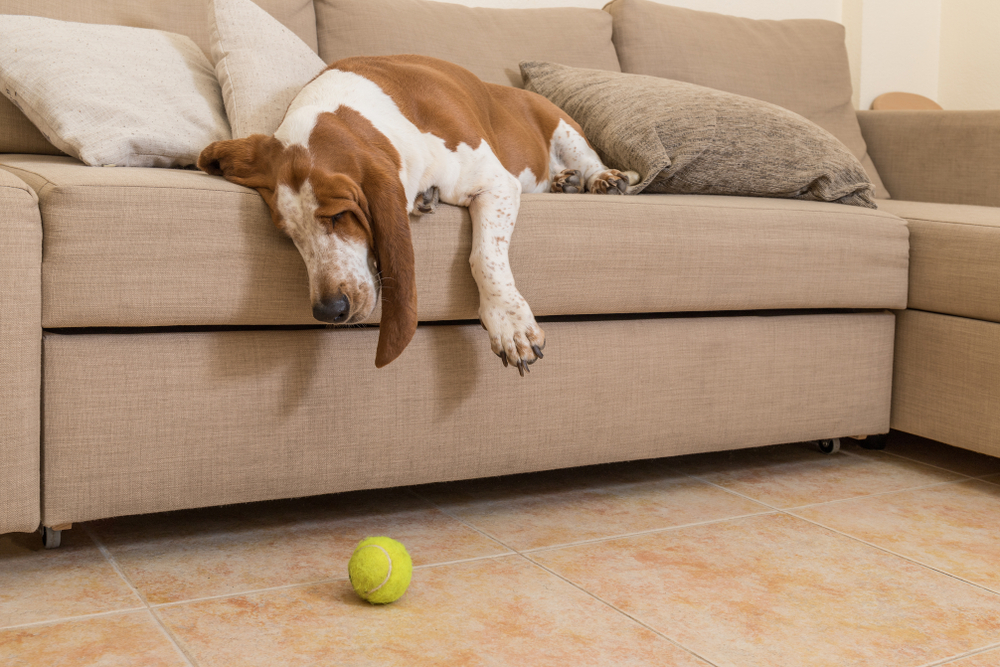 Sad senior dog lying down, showing signs of aging or illness in older pets