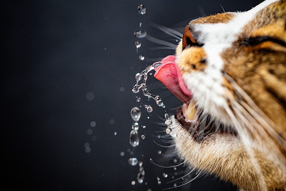 Cat drinking water from a bowl — proper pet hydration and feline health care