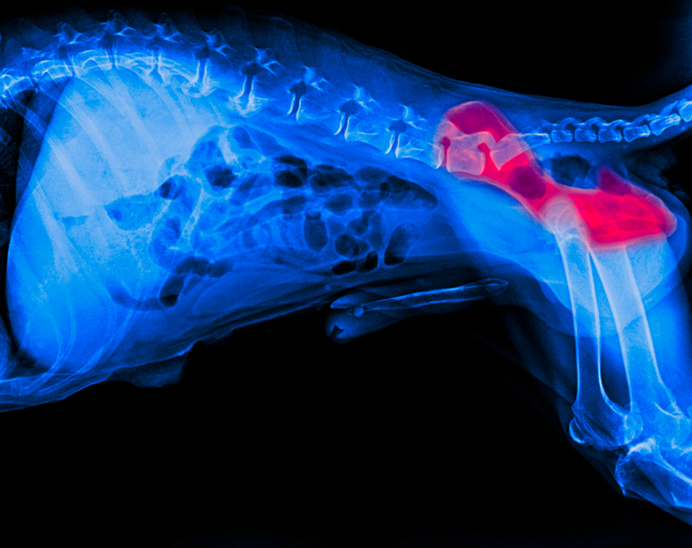 Lateral X-ray of a dog with a red highlighted area indicating an area of veterinary concern