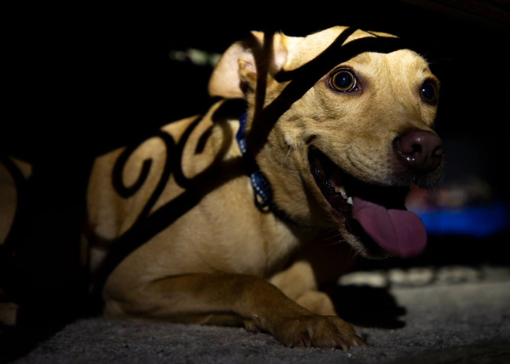 Scared dog panting and hiding under coffee table during thunderstorm — pet anxiety signs