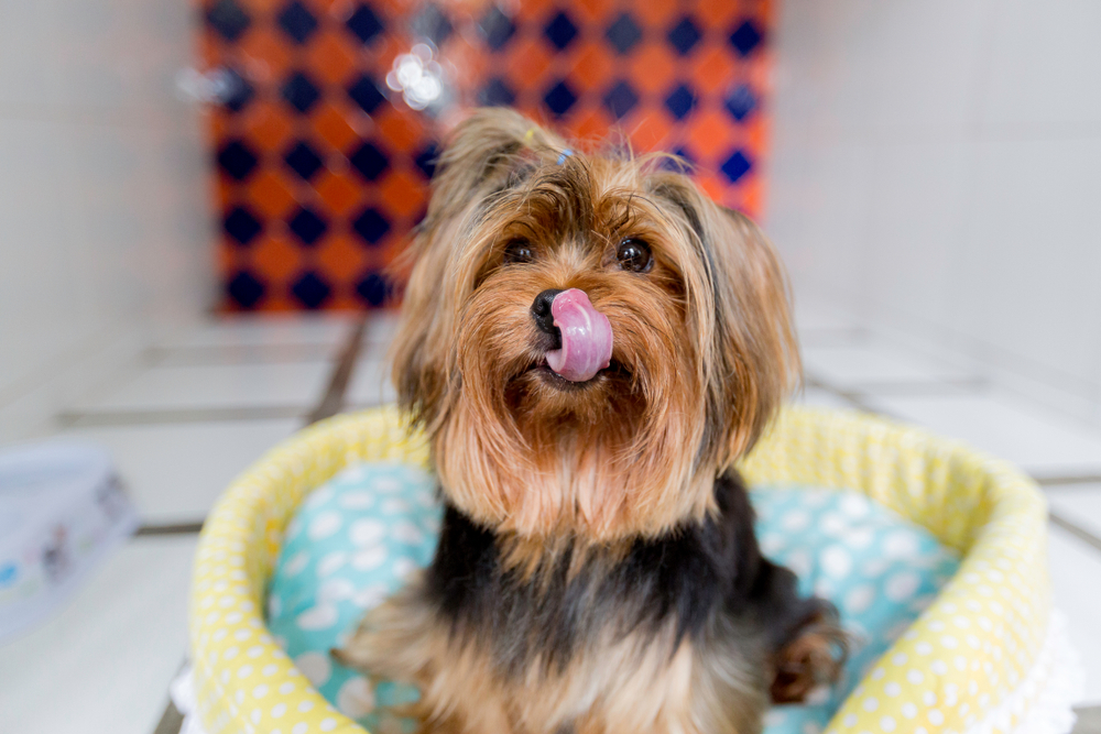 Yorkshire Terrier dog resting comfortably at a pet boarding facility — dog boarding services