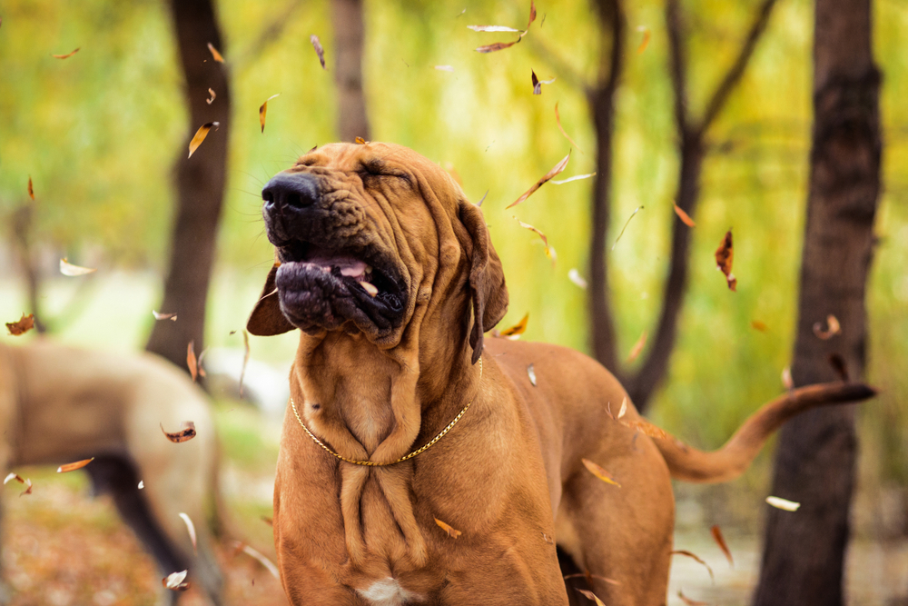 Wrinkled Fila Brasileiro Brazilian Mastiff making a funny silly face — large dog breed