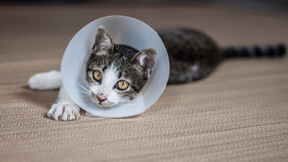 Siamese cat wearing a protective cone collar resting on a mat after veterinary surgery or treatment