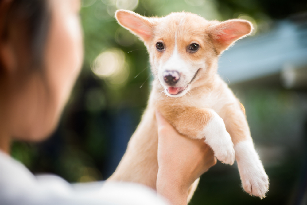 Happy Welsh Corgi puppy being carried during a veterinary visit