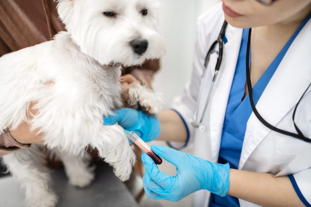 Close-up of calm white dog during a veterinary visit, relaxed pet handling and care