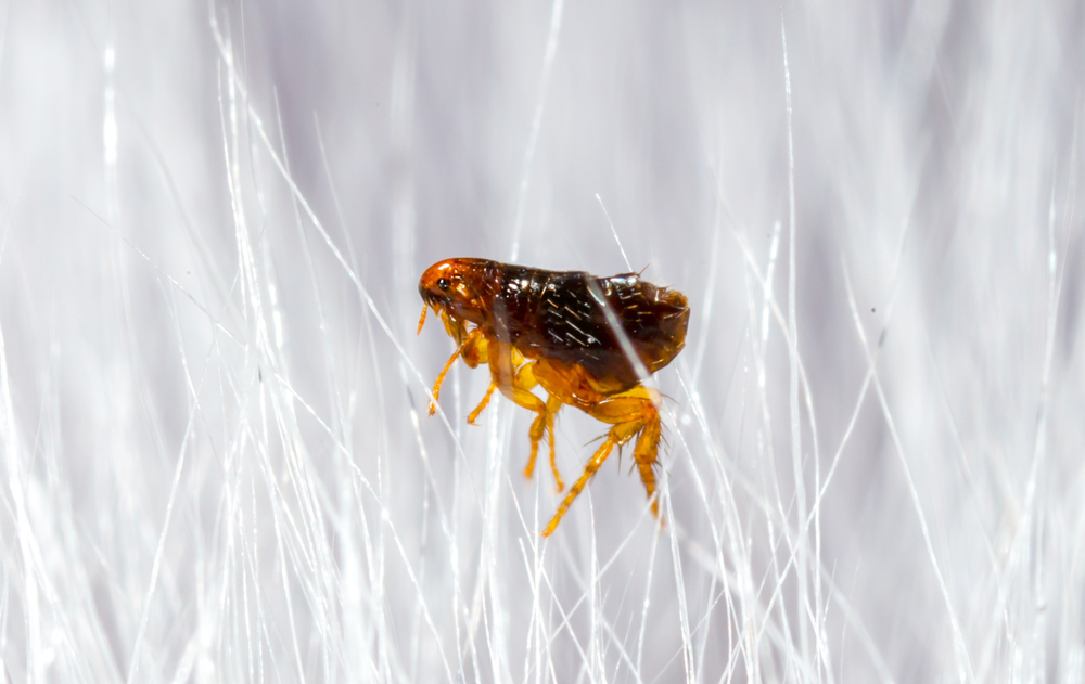 Close-up of a flea in animal fur, highlighting the need for parasite prevention in pets