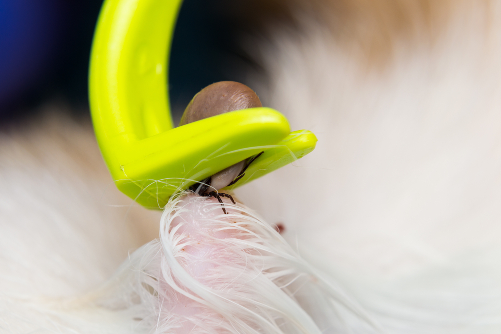 Tweezers safely removing a tick from a pet's skin — tick prevention and removal for dogs and cats