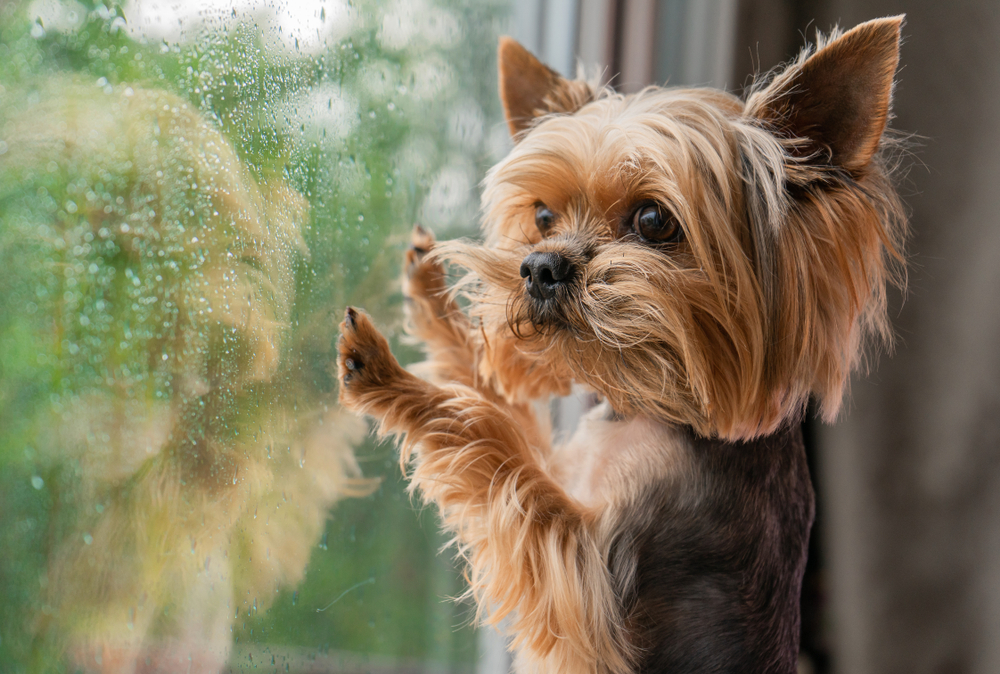 Dog gazing out a rain-covered window, reflecting seasonal pet health and indoor care considerations