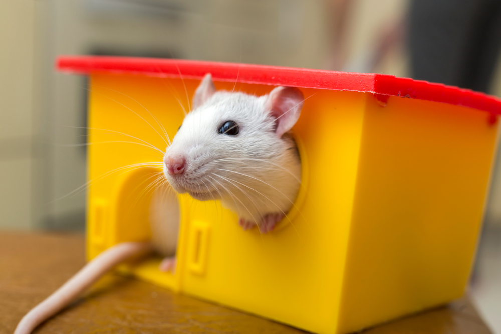 White domestic pet rat sitting beside a small toy house — exotic small animal veterinary care
