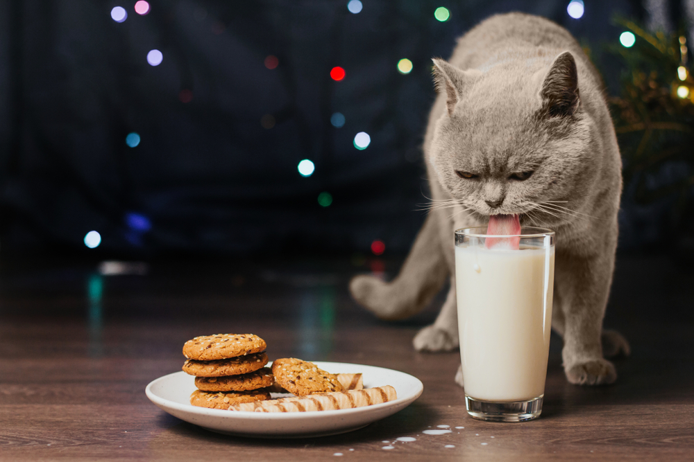 Gray cat drinking milk from a glass — foods that may be unsafe for cats