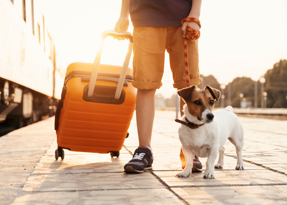 Happy child standing on a railway station platform with a pet, preparing for travel with animals