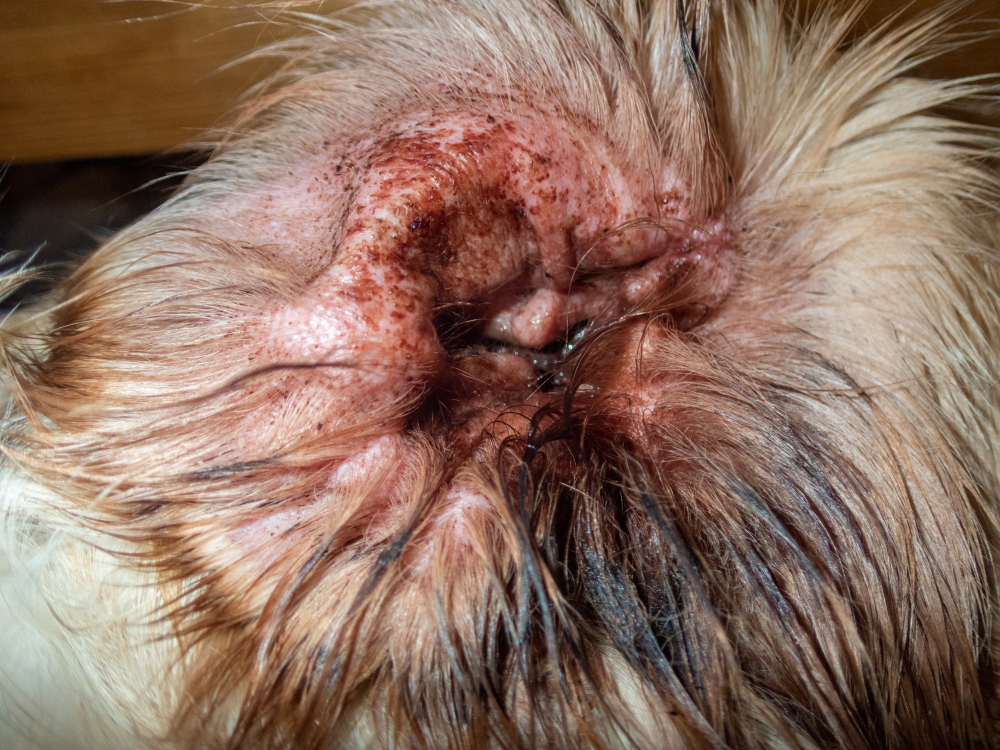 Close-up of a dog's infected ear showing signs of ear mite infection requiring vet care