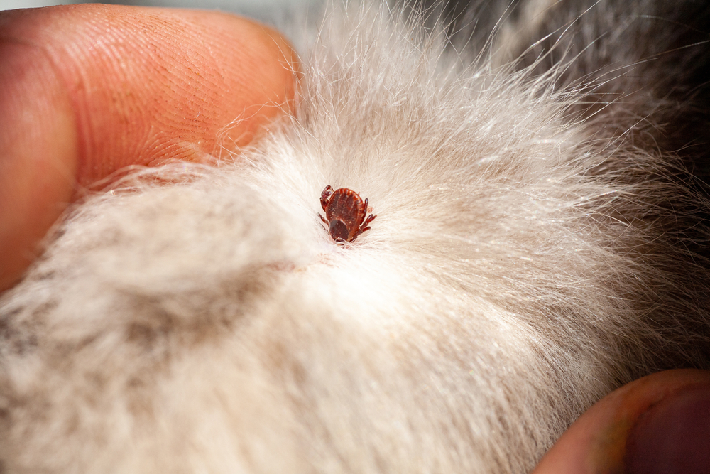 Close-up of an engorged tick attached to a pet's skin, illustrating tick-borne disease risk