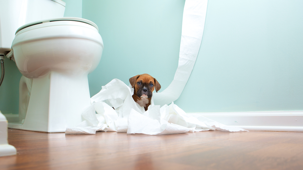 Playful Boxer puppy exploring a bathroom, energetic young dog in a home environment