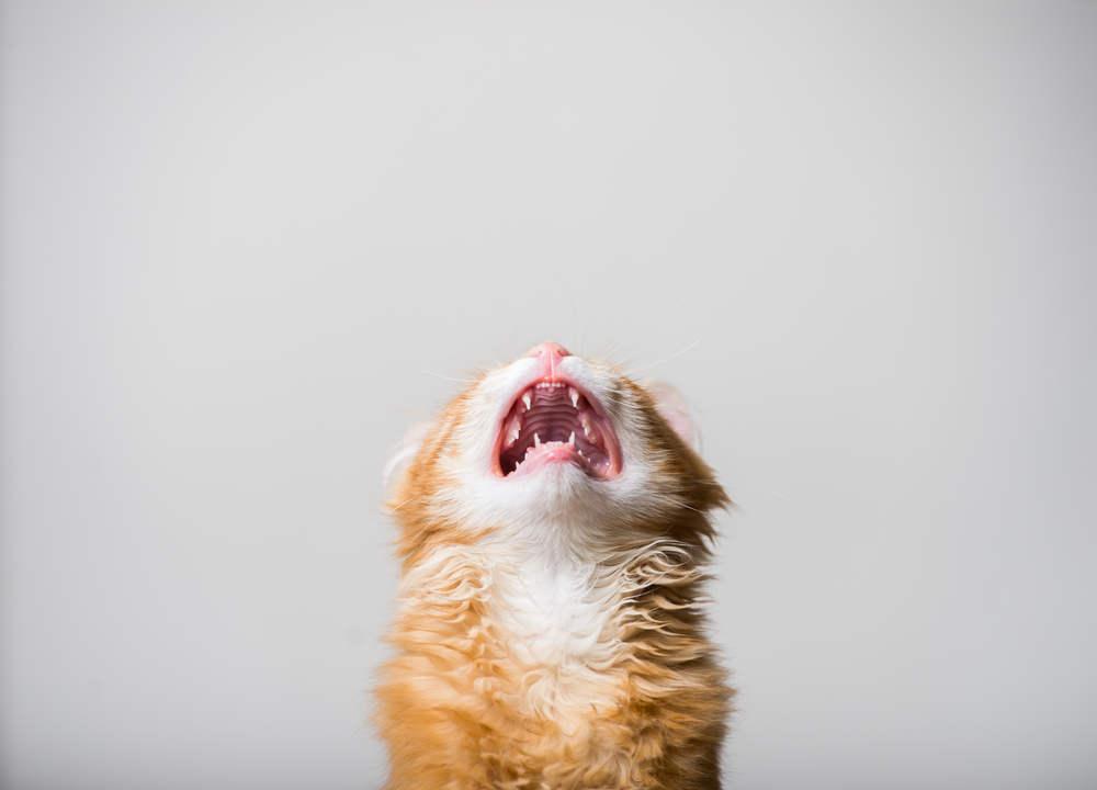 Funny ginger kitten with open mouth meowing, cat wellness care at Creature Comforts Vet