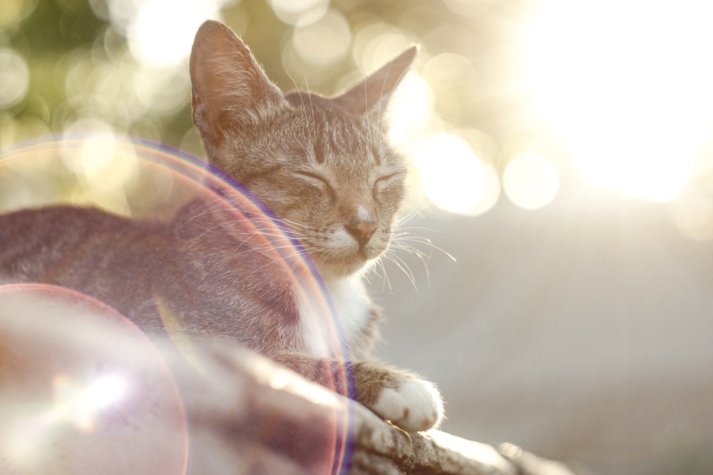 Peaceful cat daydreaming with eyes half closed, representing relaxed feline veterinary care