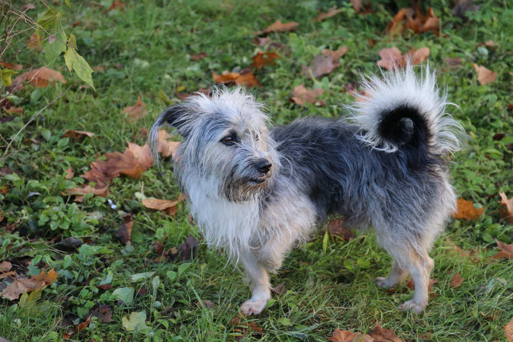 Dog standing on three legs — canine limb injury or amputation veterinary care in Saylorsburg PA