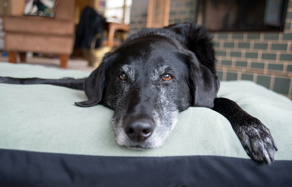 Senior black dog with gray muzzle resting at home, elderly pet care in Saylorsburg PA
