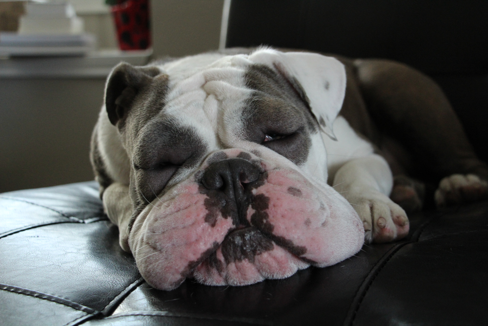 English Bulldog with red, swollen eyes from an allergic reaction requiring veterinary care