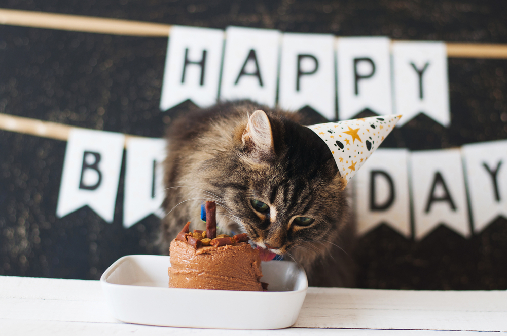 Happy cat wearing party hat celebrating birthday with a small decorated cake