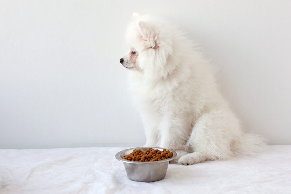 White fluffy Pomeranian puppy sitting beside a stainless steel food bowl