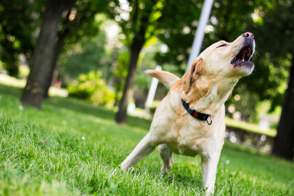 Labrador dog barking at a city park during outdoor exercise and socialization