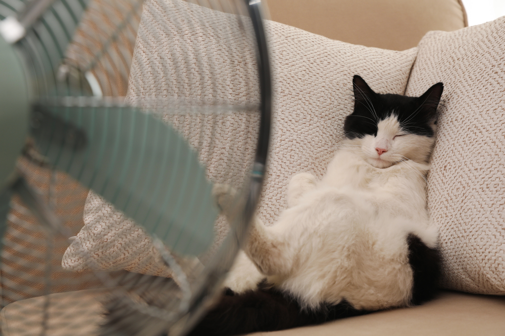 Fluffy cat relaxing on a sofa enjoying a breeze from a fan on a warm day