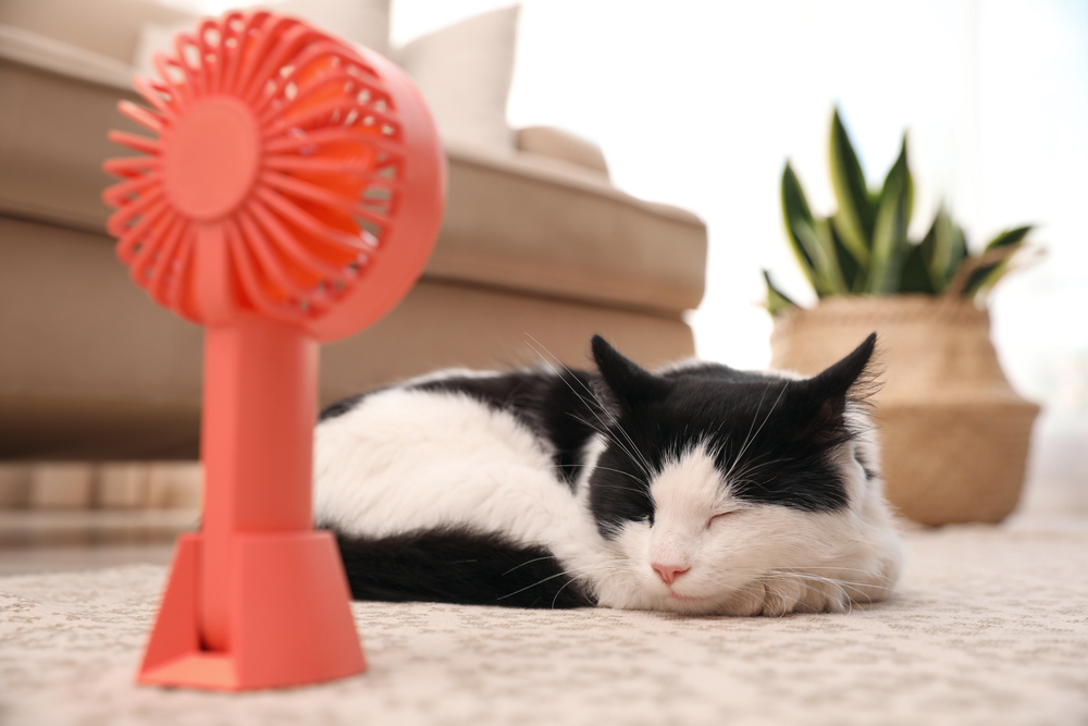 Fluffy cat lying on floor enjoying cool air from a fan on a warm day
