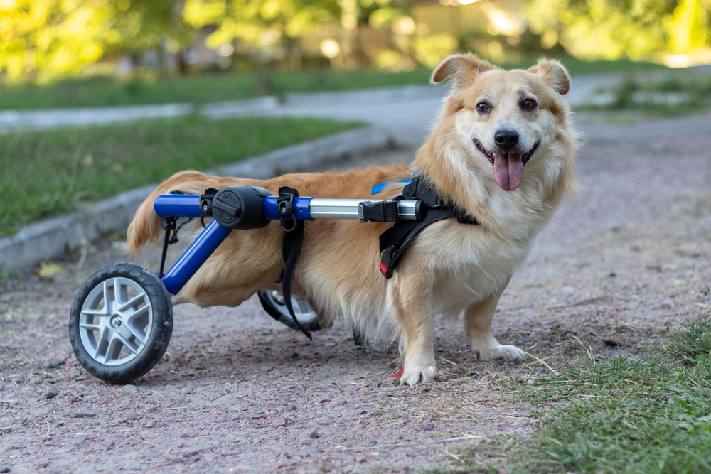 Happy red-haired dog enjoying an evening walk in a pet mobility wheelchair