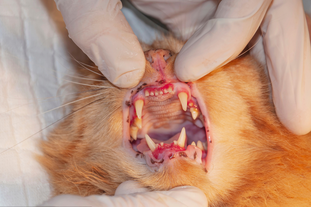 Veterinarian examining a cat's teeth during a professional dental checkup