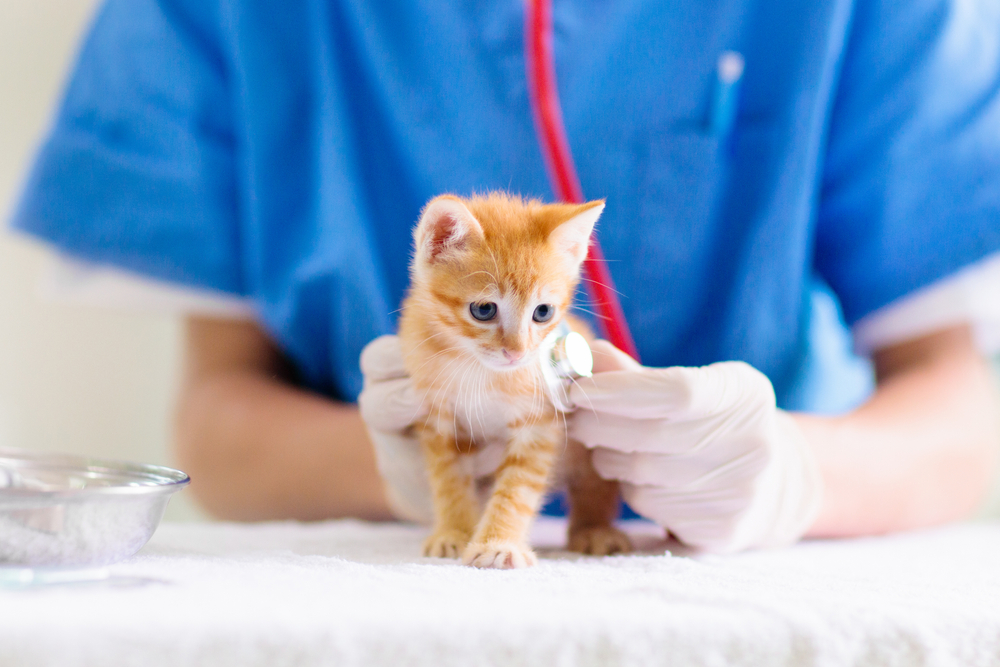 Veterinarian examining a kitten at an animal clinic during a routine pet wellness exam