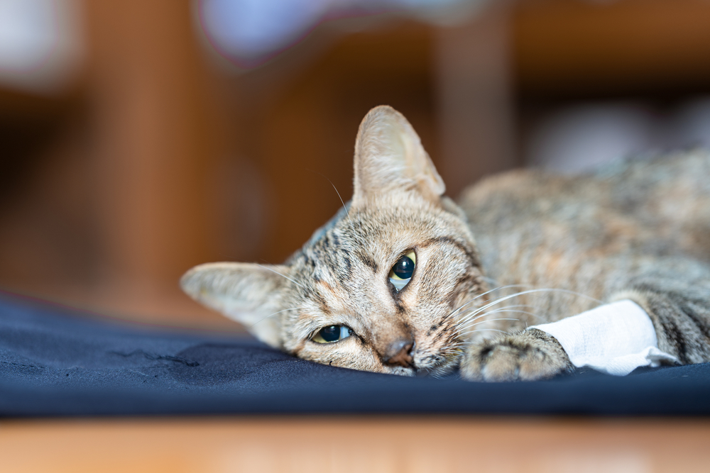 Sick cat lying weakly on a blue cloth surface, showing signs of feline illness