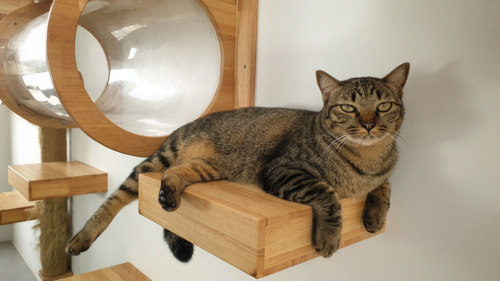 Young tabby cat resting inside a modern wall-mounted cat shelf at home