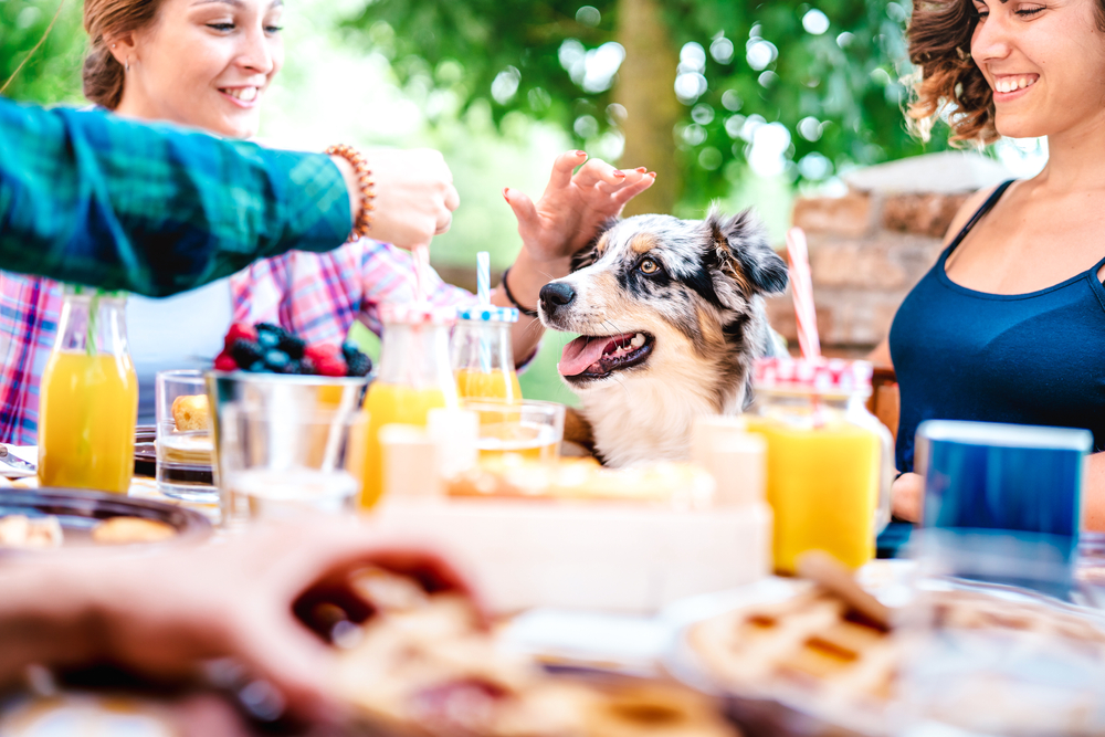 Young woman enjoying a picnic breakfast outdoors with her puppy