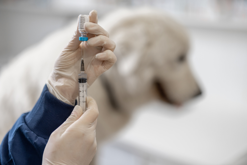 Veterinarian holding a syringe near a large white dog preparing to administer a vaccine