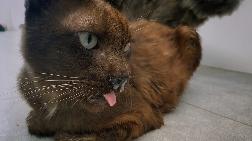 Older brown cat with nasal discharge showing signs of feline upper respiratory infection