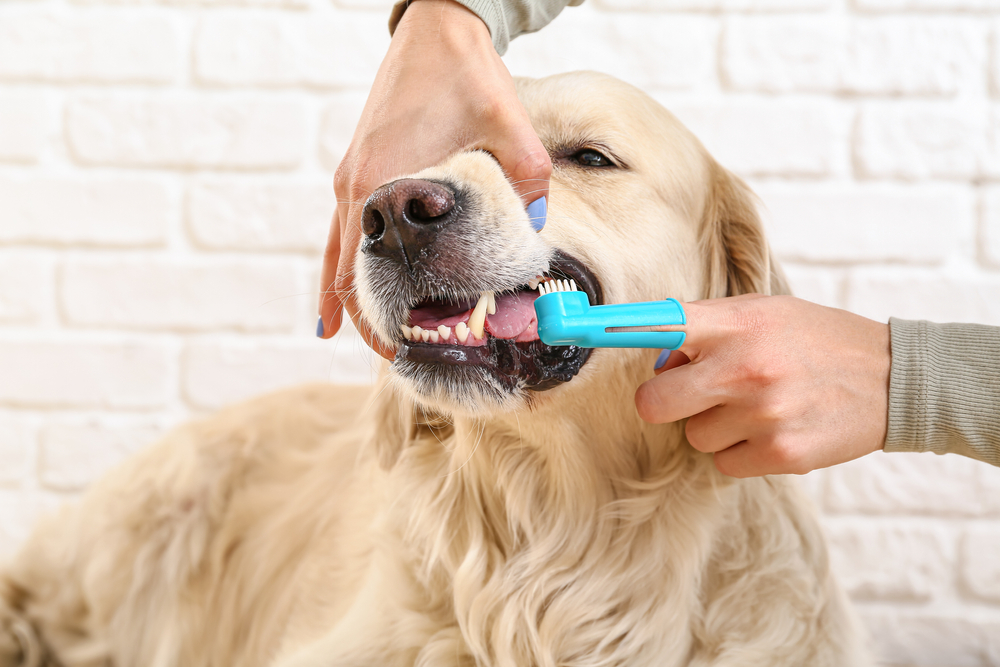 Pet owner brushing a dog's teeth at home to maintain good dental hygiene