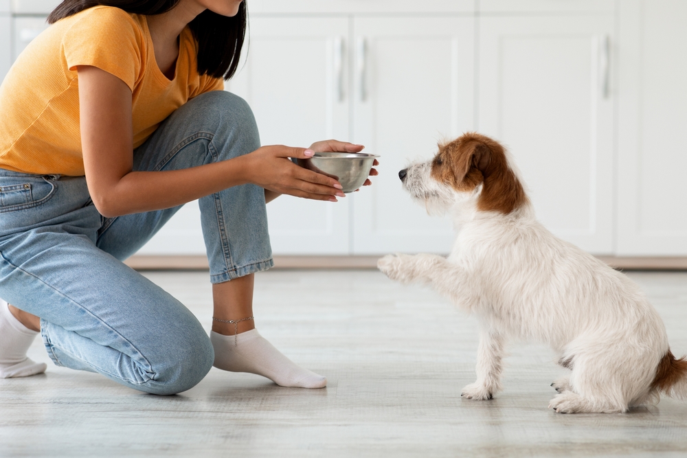Jack Russell Terrier waiting attentively during pet feeding time