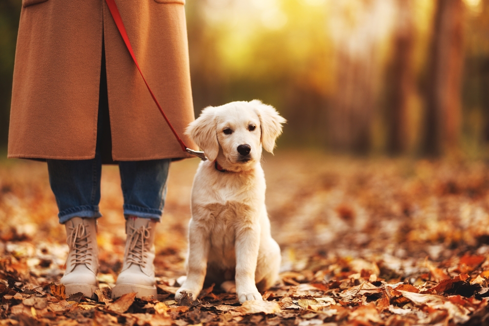Adorable white Golden Retriever puppy sitting near a woman's legs during a veterinary wellness visit